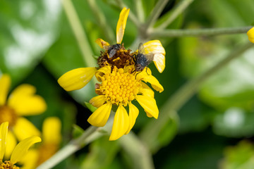 Fly on yellow flower