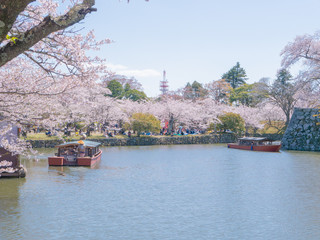 4月の桜と屋形船
