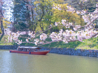 4月の桜と屋形船