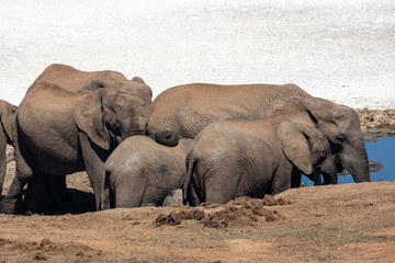 Fototapeta premium African elephants in the Addo Elephant National Park, near Port Elizabeth, South Africa