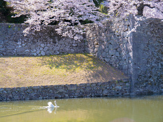 お堀の白鳥と桜