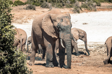 African elephants in the Addo Elephant National Park, near Port Elizabeth, South Africa