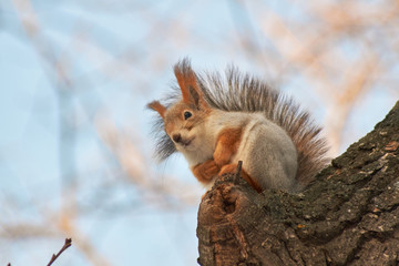 A cute red squirrel sits on a stump and eats seeds on a Sunny winter day.