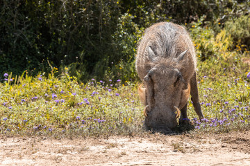 Warthog in the Addo Elephant National Park, near Port Elizabeth, South Africa