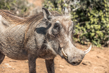 Warthog in the Addo Elephant National Park, near Port Elizabeth, South Africa