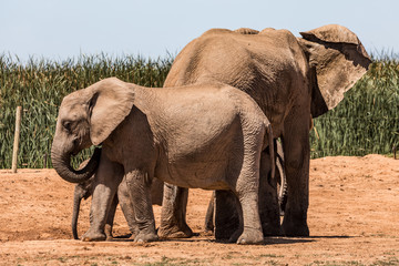 Elephants in the Addo Elephant National Park, near Port Elizabeth, South Africa