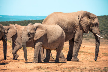 Fototapeta na wymiar Elephants in the Addo Elephant National Park, near Port Elizabeth, South Africa