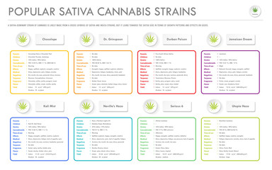 Popular Sativa Cannabis Strains horizontal business infographic illustration about cannabis as herbal alternative medicine and chemical therapy, healthcare and medical science vector.