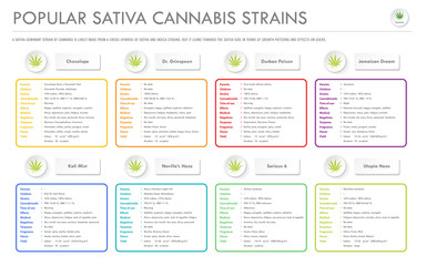 Obraz premium Popular Sativa Cannabis Strains horizontal business infographic illustration about cannabis as herbal alternative medicine and chemical therapy, healthcare and medical science vector.