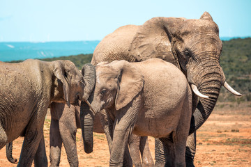 Elephants in the Addo Elephant National Park, near Port Elizabeth, South Africa