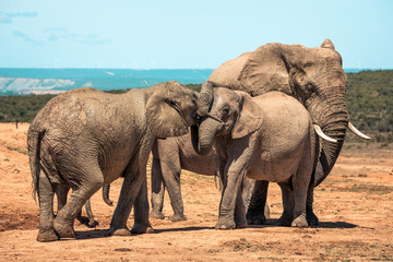 Fototapeta premium Elephants in the Addo Elephant National Park, near Port Elizabeth, South Africa