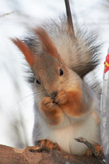 A cute red squirrel sits on a stump and eats seeds on a Sunny winter day.
