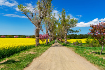 【青森県横浜町】北国の春、下北半島では菜の花が満開
