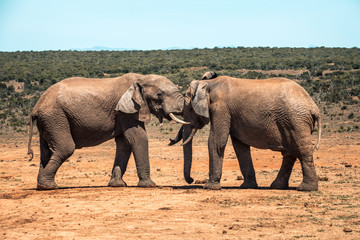 Elephants sparring in the Addo Elephant National Park, near Port Elizabeth, South Africa