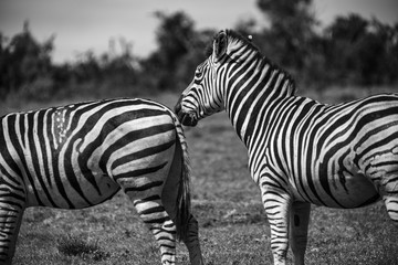 Two zebras in the Addo Elephant National Park, near Port Elizabeth, South Africa