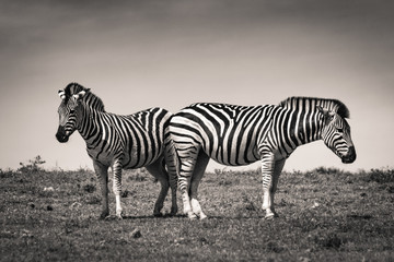 Two zebras in the Addo Elephant National Park, near Port Elizabeth, South Africa