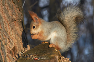 A cute red squirrel sits on a stump and eats seeds on a Sunny winter day.