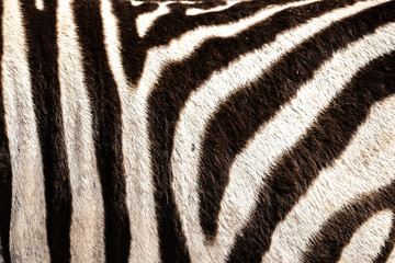 Fototapeta na wymiar Detail of a zebra's hair in the Addo Elephant National Park, near Port Elizabeth, South Africa