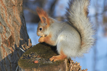 Naklejka na ściany i meble A cute red squirrel sits on a stump and eats seeds on a Sunny winter day.