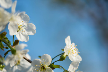 Cherry tree flowers on a beautiful spring day close up