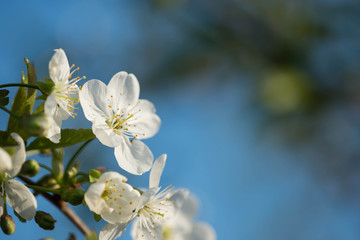 Naklejka na ściany i meble Cherry tree flowers on a beautiful spring day close up
