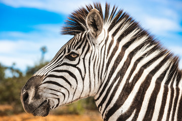 Two zebras in the Addo Elephant National Park, near Port Elizabeth, South Africa © Giulio