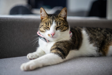 Britisch Kurzhaar Katze