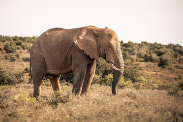 Obraz premium Elephant in the Addo Elephant National Park, near Port Elizabeth, South Africa