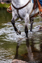 horse legs in water