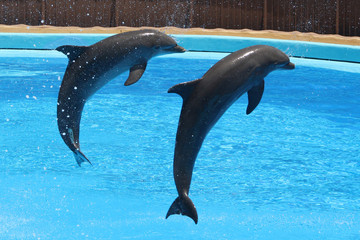 Delphin © Stephan von Mikusch