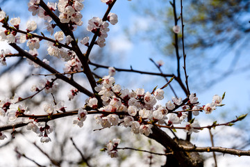 Spring background of blossoming sakura tree flowers. Selective focus