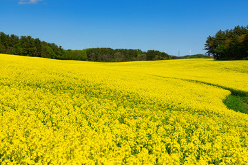 Fototapeta premium 【青森県横浜町】北国の春、菜の花の絨毯