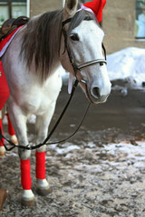 portrait of a horse