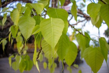 Fototapeta na wymiar golden green bo tree leaves