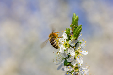 eine Honigbiene sammelt an weiße Kirschblüten Honig