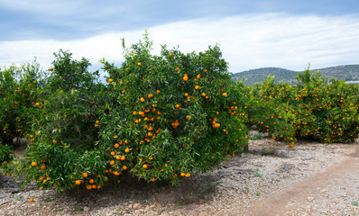 Mandarins on trees © JackF