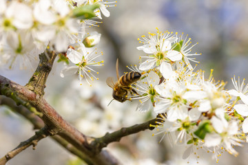 eine Honigbiene sammelt an weiße Kirschblüten Honig