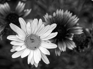 rudbeckia and daisies in the garden in summer, Russia.