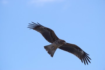 空を飛ぶトビ（トンビ）