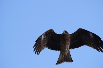 空を飛ぶトビ（トンビ）