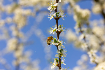 eine Honigbiene sammelt an weiße Kirschblüten Honig