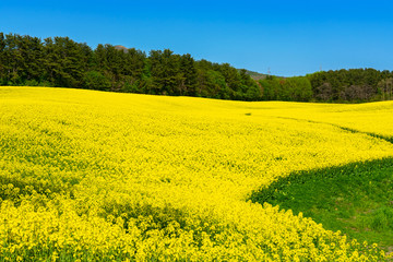 Obraz premium 【青森県横浜町】北国の春、菜の花の絨毯