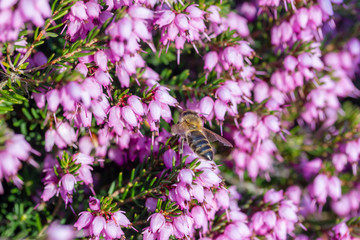 eine Biene sammelt auf einer Blume (Schneeheide) Honig