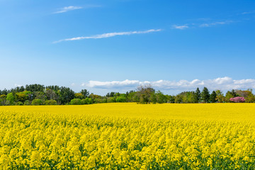 Obraz premium 【青森県横浜町】北国の春、菜の花の絨毯