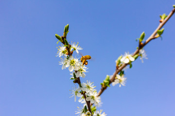 eine Honigbiene sammelt an weiße Kirschblüten Honig