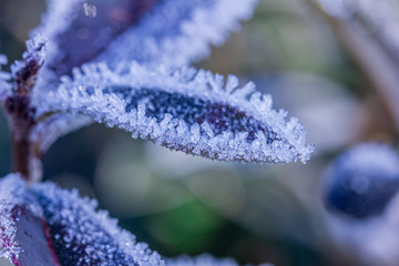 eine Pflanze im Winter mit Eiskristallen