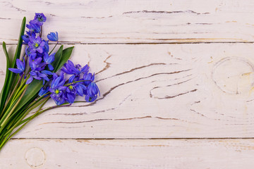 Blue scilla flowers on white wooden background