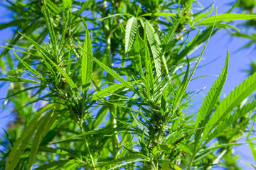 ein großes Feld voller Hanfpflanzen von unten fotografiert