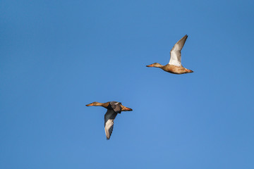 Two shoveler ducks (Anas clypeata) in flight