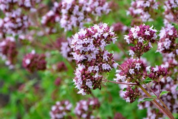 Blooming fragrant oregano in the garden close-up